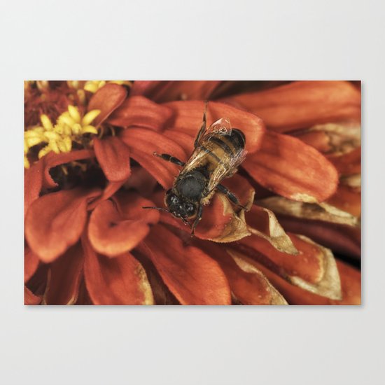 Drying off after the rain Canvas Print