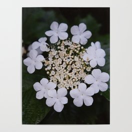 White Flower II Poster