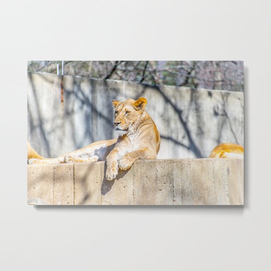 Purrfect Metal Print
