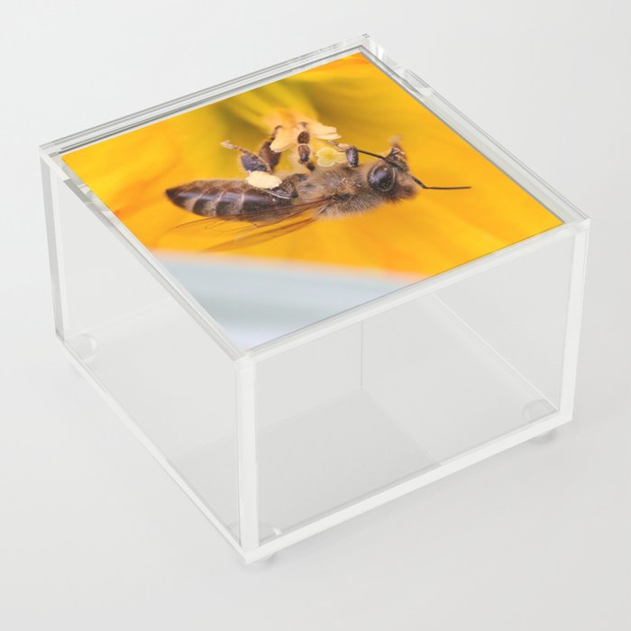 The busy bee hanging on to a daffy Acrylic Box