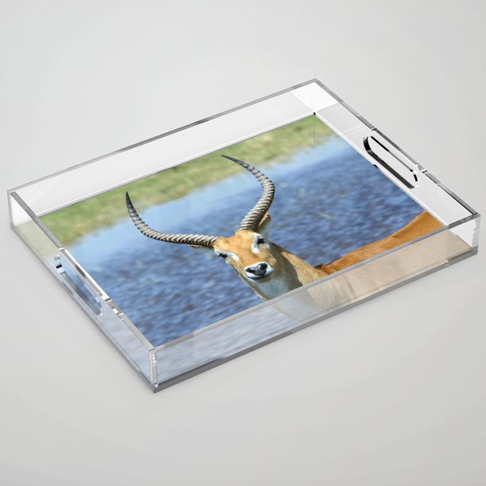 South Africa Photography - Beautiful Puku Standing By The Sea Acrylic Tray