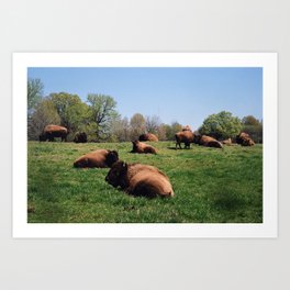 shelby bison  Art Print