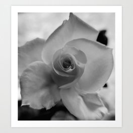 Black and white rose  Art Print