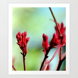 red bloom Art Print | Photo, Nature 