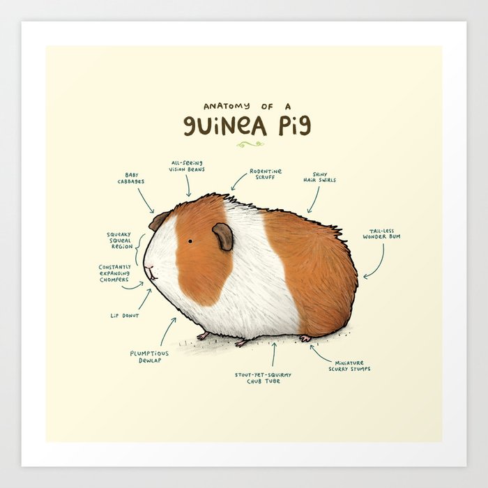 Anatomy of a Guinea Pig Kunstdrucke