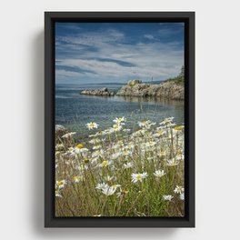 Daisies on Maine's Acadia Shoreline Framed Canvas