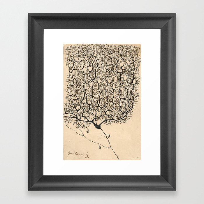 Neuron Drawing By Santiago Ramón Y Cajal Framed Art Print