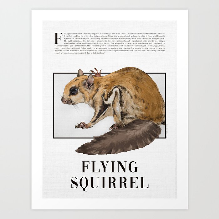 F is for Flying Squirrel Art Print
