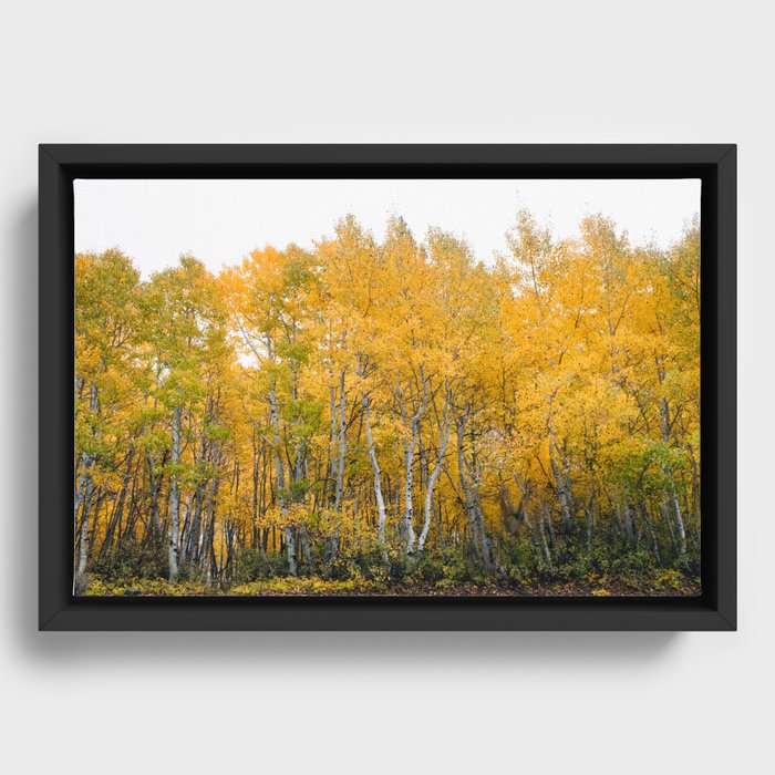 Fall Color in the Sierras Framed Canvas