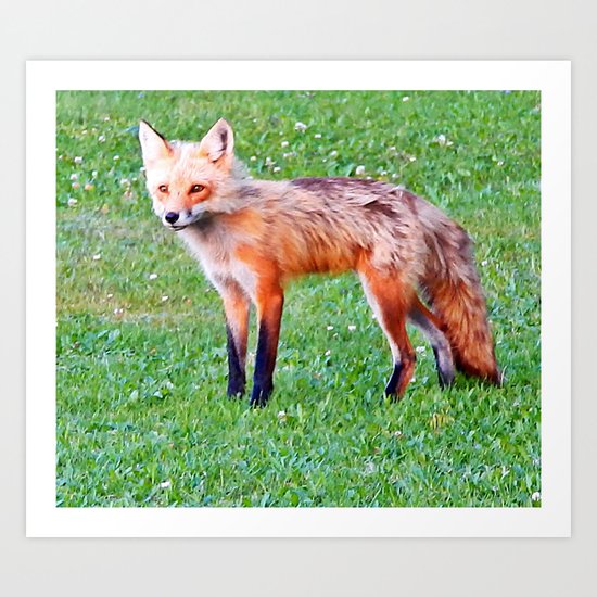 Red Fox in a Yard Art Print