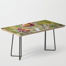 Pitcher Plant Blooms Coffee Table