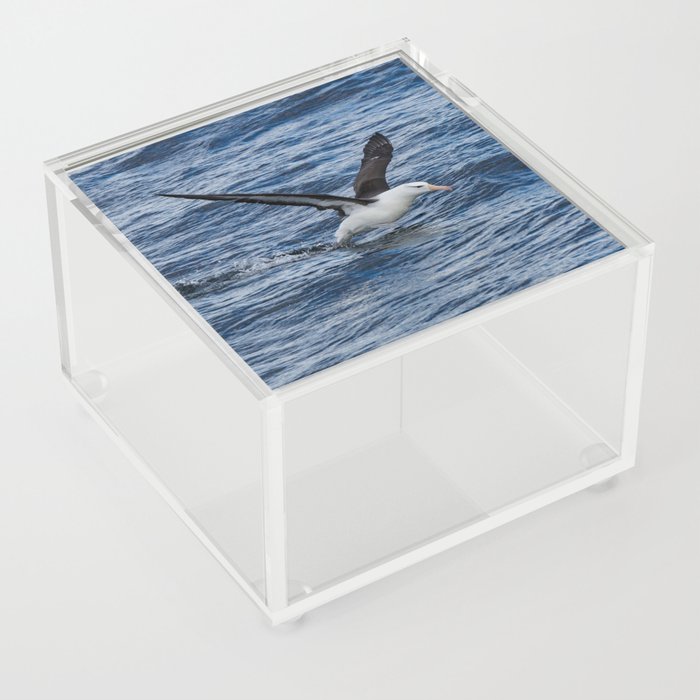 Argentina Photography - Black-browed Albatross Flying Close To The Water Acrylic Box