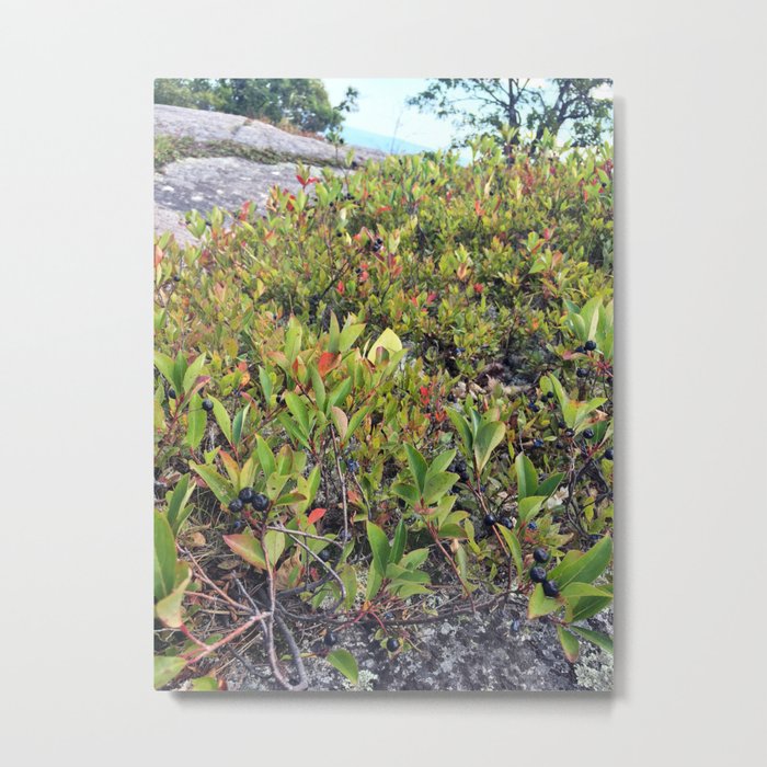 Wild Maine Blueberries on Pleasant Mountain (2) Metal Print