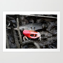 Mr Fiddler Crab Art Print