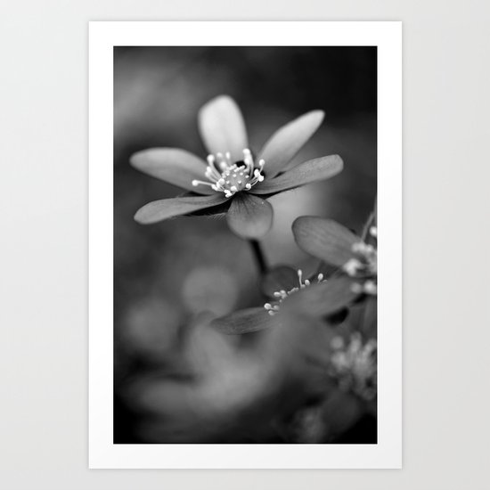 Blue spring flower Hepatica in bw Art Print