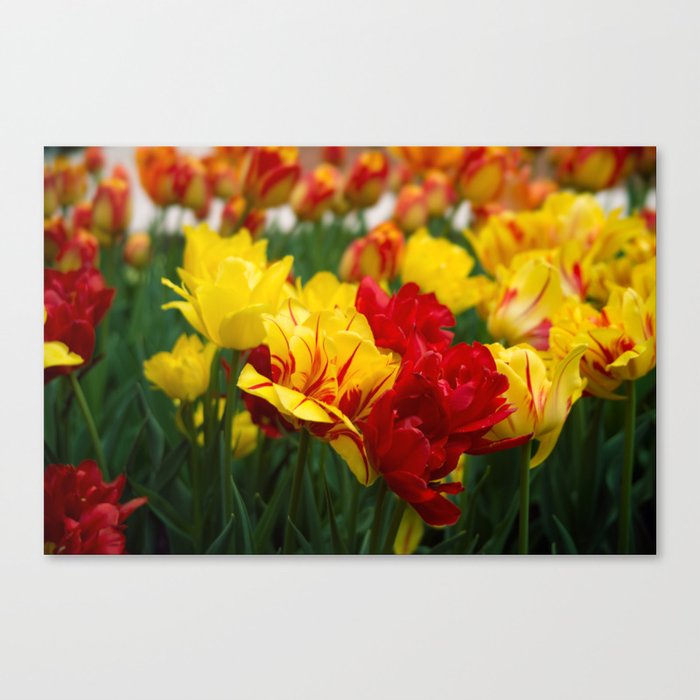 Tulips 1 Canvas Print