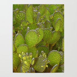Cactus Jumble Poster