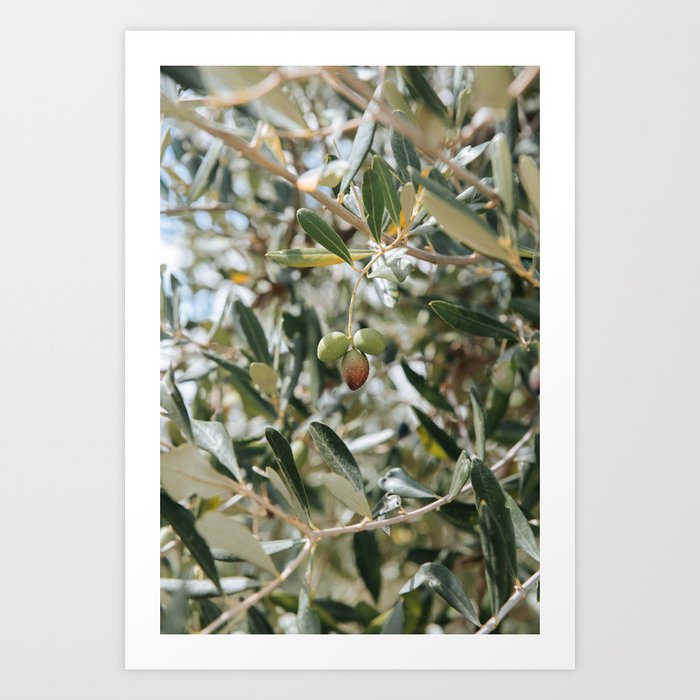 Mediterranean olive tree during morning light, Puglia | Italian travel photography | Fine art print Art Print Art Print
