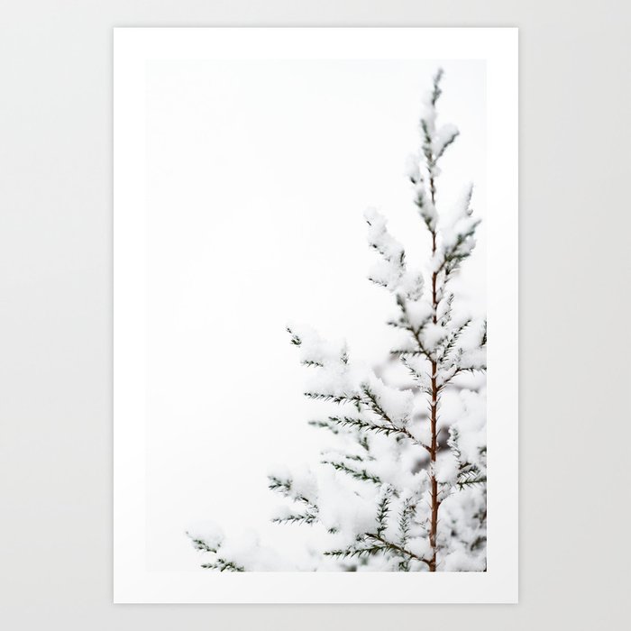 Winter Evergreen - Nature Photography Art Print