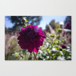 "Purple Dahlia Delight" Flower Photo Art Canvas Print