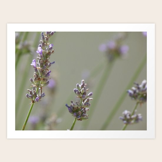 Lavanders 1 Art Print