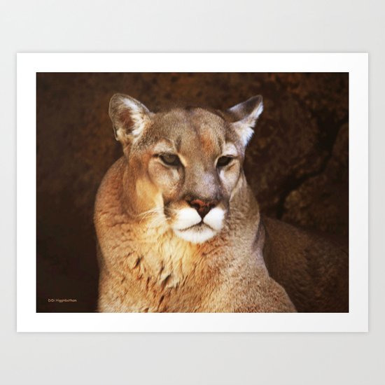 Puma Art Print