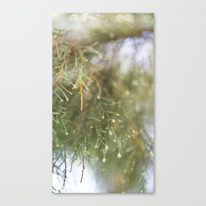 Pine Tree close up - Nature & botanical photography - Green simplistic image Canvas Print