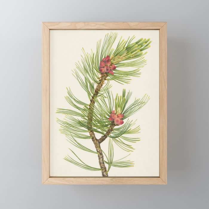 Whitebark Pine (Pinus albicaulis) Framed Mini Art Print