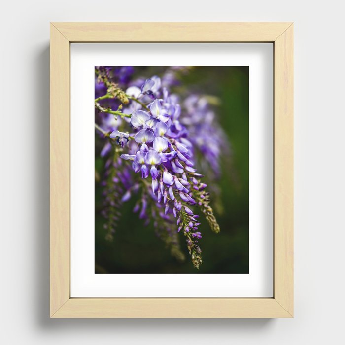 The Wisteria Recessed Framed Print
