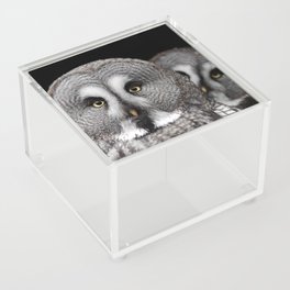 Great Grey Owls  Acrylic Box