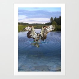 Fish Hawk Art Print