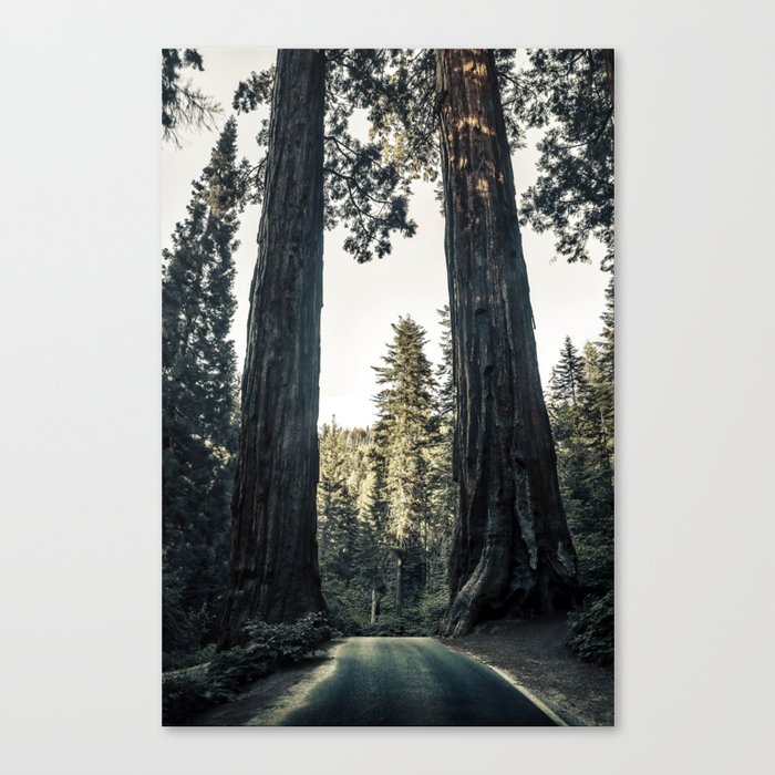 Twin giant redwoods / sequoias Pacific Coast California nature color landscape photograph / photography Canvas Print