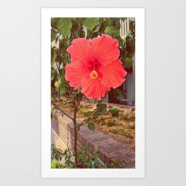 Last Flower of the Summer Art Print | Details, Nature, Color, Hibiscus, Digital, Photo, Flowers, Canonshots 