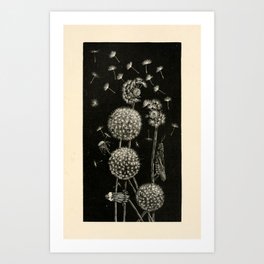 Dandelion with locust by Anna Botsford Comstock, early 1900s (benefitting The Nature Conservancy) Art Print