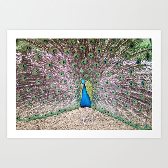 peacock Art Print