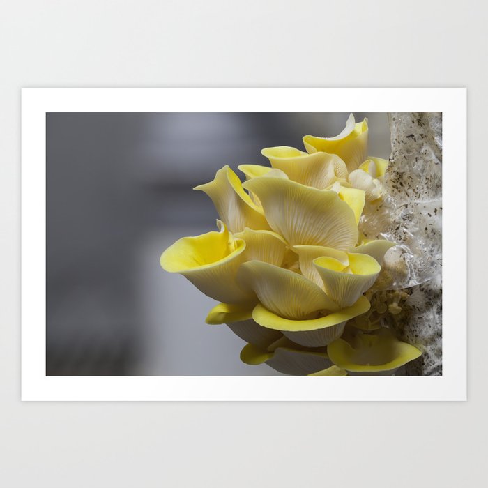Yellow Oyster Mushroom Art Print
