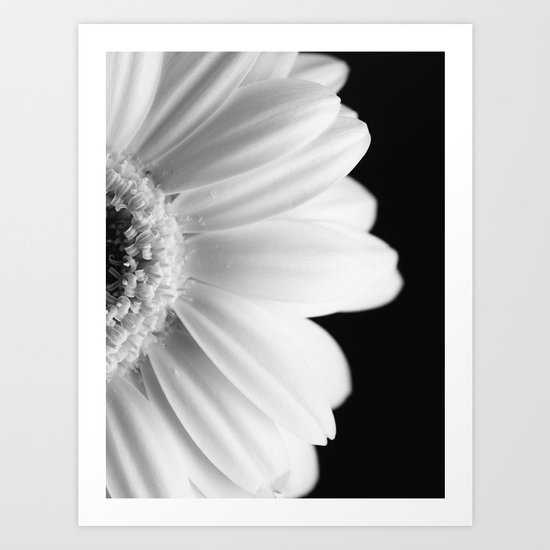 Gerbera Daisy Art Print