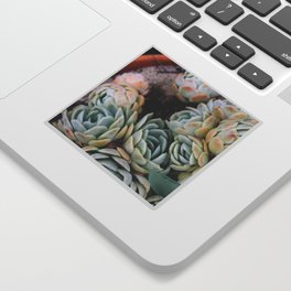 California Potted Succulents Sticker