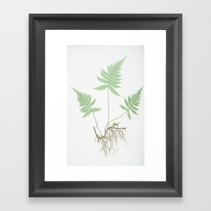 Botanical Beech Fern Framed Art Print