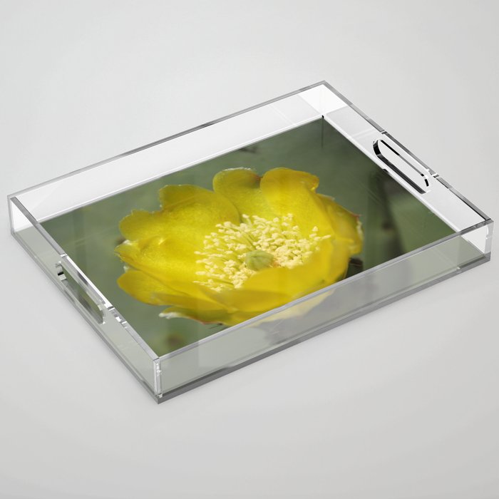 Yellow Cactus Pear Flower Close Up Photography Acrylic Tray