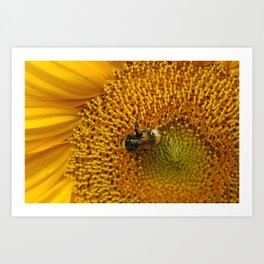 Bee collects nectar from sunflower close-up Art Print | Closeup, Honey, Color, Flower, Dust, Spring, Bee, Pollen, Blossom, Sunflower 
