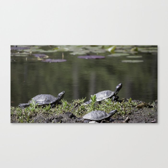 Family of Turtles Canvas Print