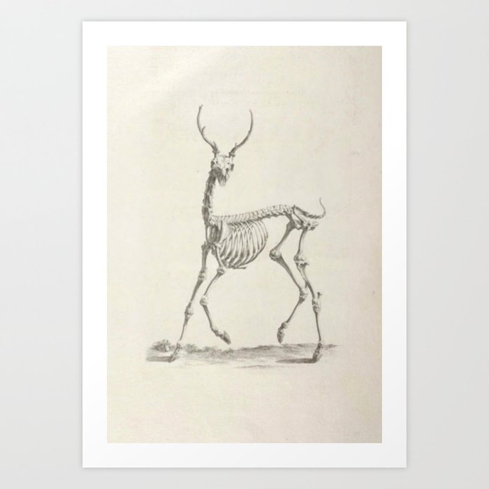 Deer Skeleton Art Print