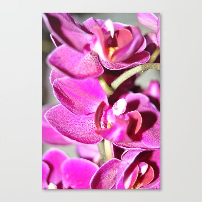 Orchid awakening  Canvas Print