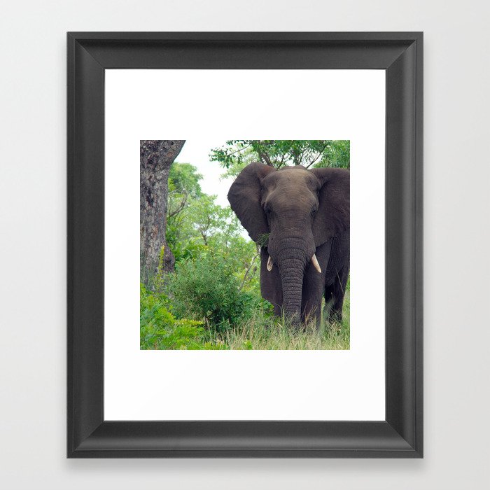 South Africa Photography - Elephant Walking Through The Forest Framed Art Print