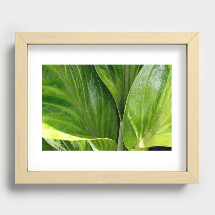 Anthurium Leaves Close Up Photography  Recessed Framed Print