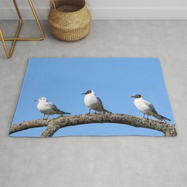 Three black-headed gulls, two breeding adults and a juvenile, perched on a tree branch Rug