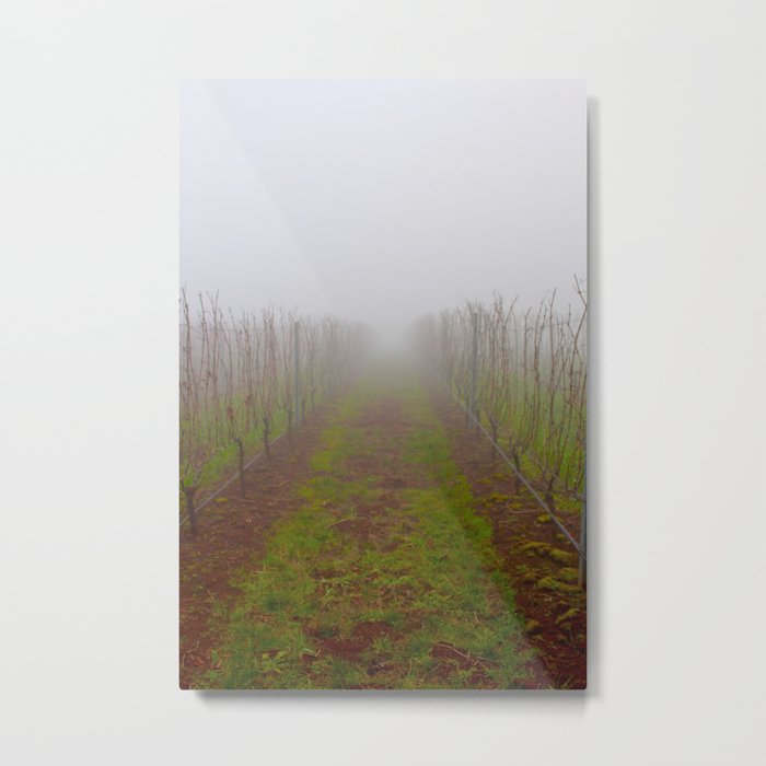 foggy in a wine vinyard in dundee Metal Print
