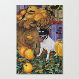 Jack Chihuahua Canvas Print