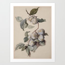 Branch of White Plums by Jacob van Eynden Art Print